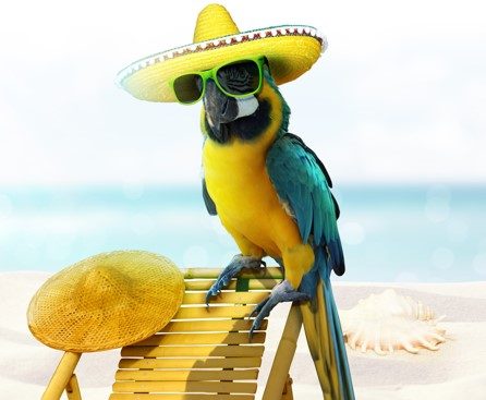 Parrot in a sombrero