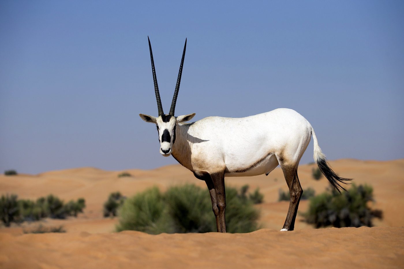 Arabian oryx in the Dubai Desert Conservation Reserve at Al Maha